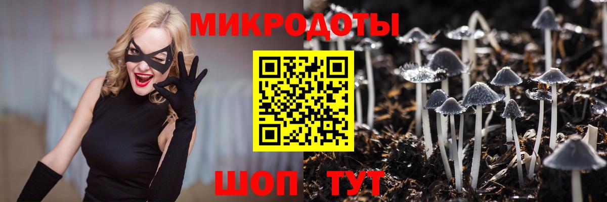 Псилоцибиновые грибы Psilocybe Новокубанск